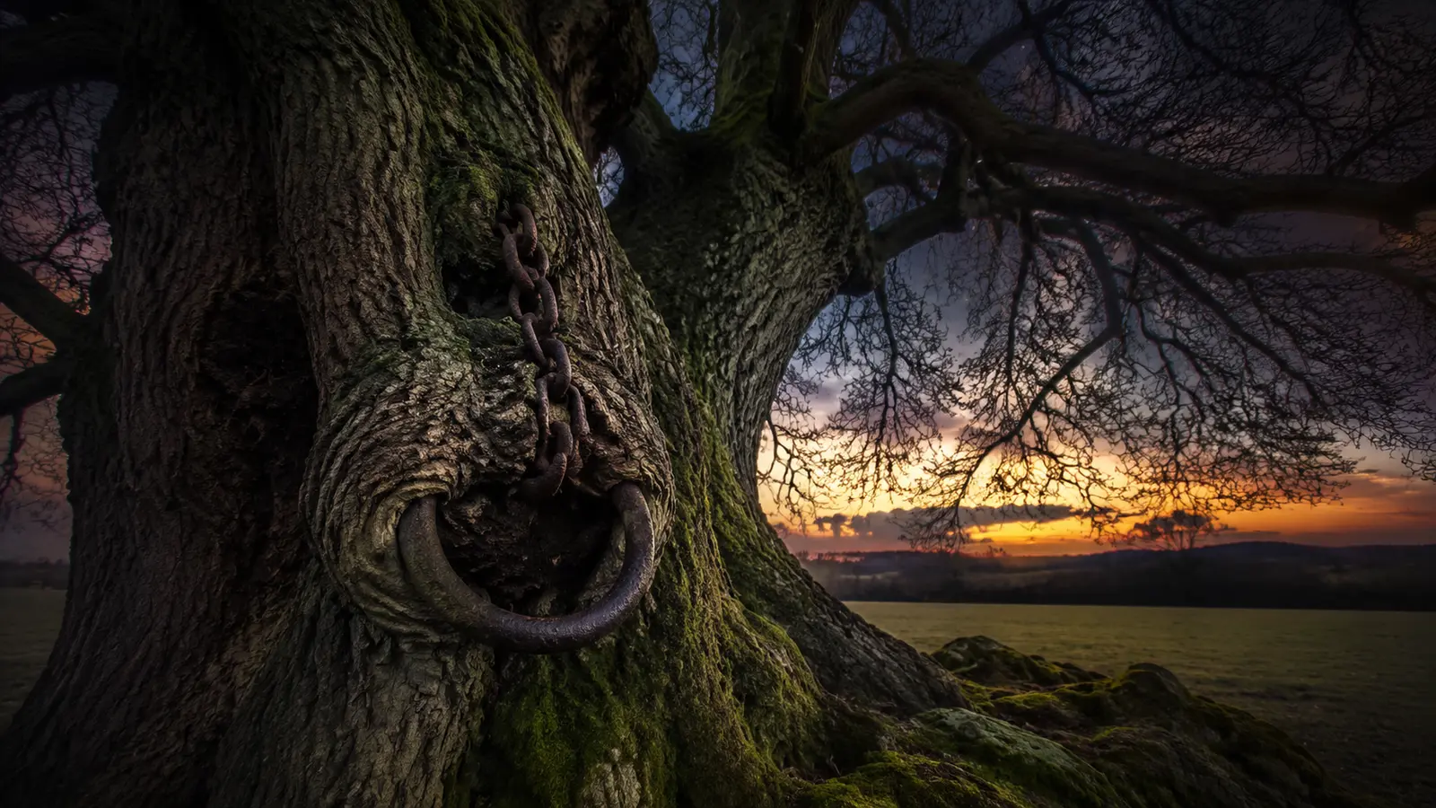 Ein 900 Jahre alter Baum trägt noch seinen alten Pranger-Ring
